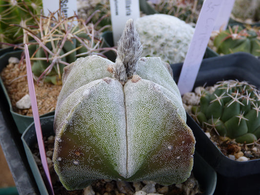Astrophytum myriostigma quadricostatum Plant