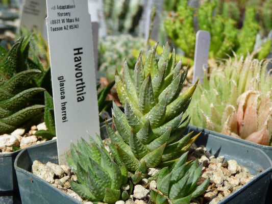 Haworthia glauca herrei Plant