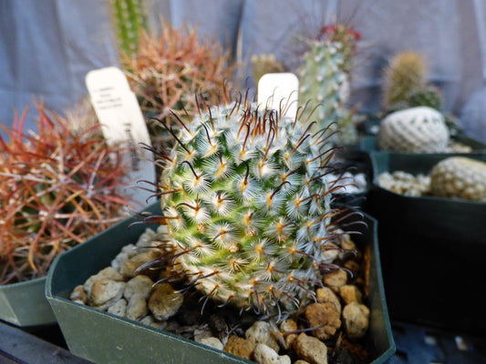 Mammillaria perezdelarosae Plant