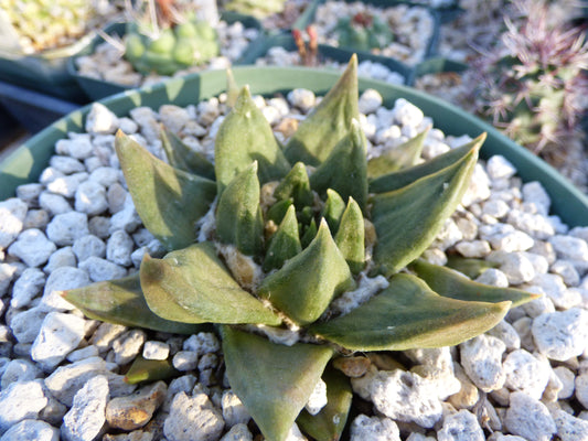 Ariocarpus trigonus Plant