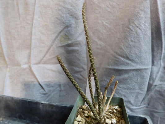 Peniocereus striatus Plant