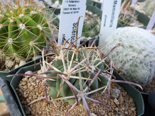 Sclerocactus uncinatus crassihamatus Plant