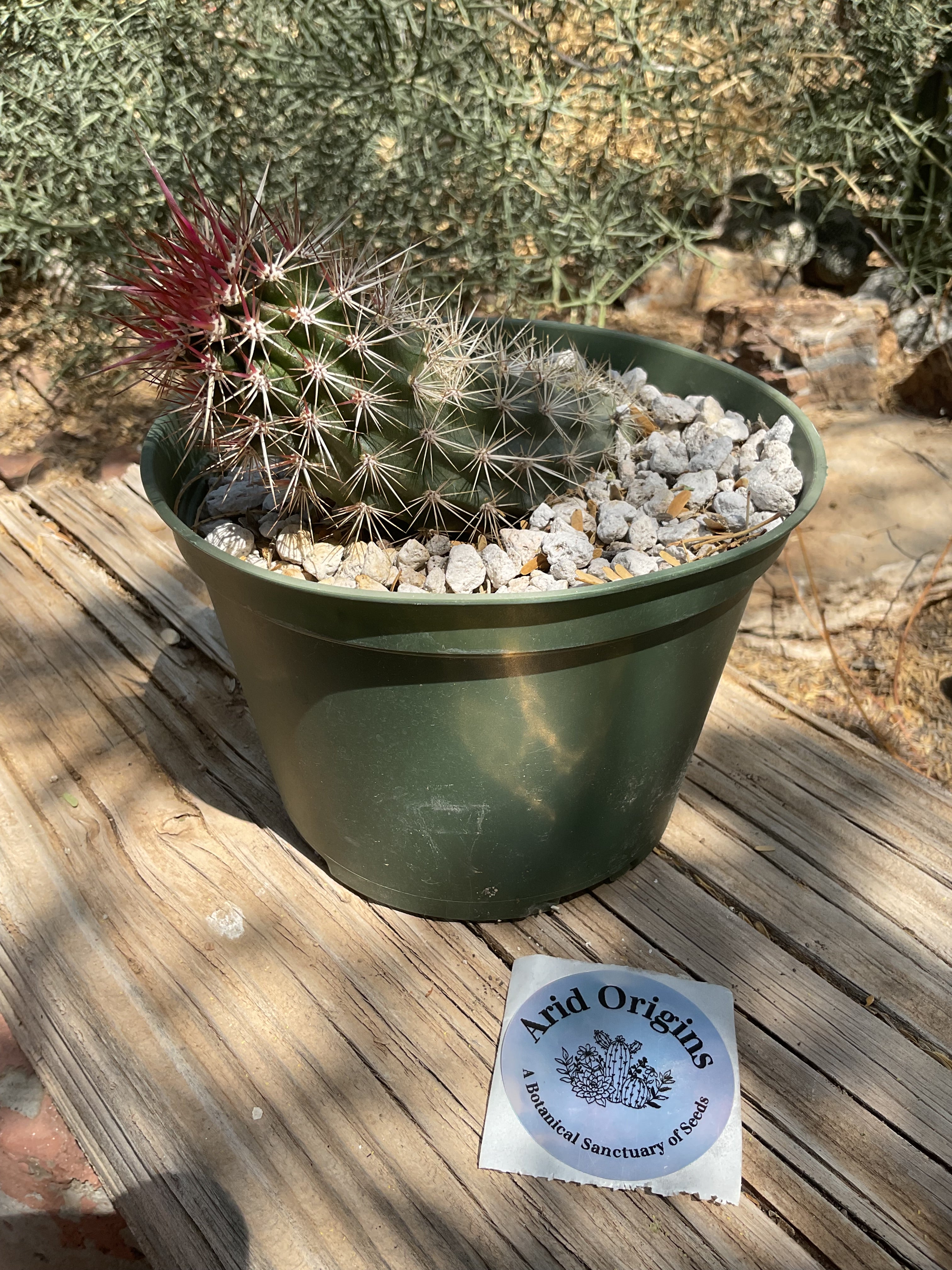 ①Stenocereus eruca/ 入鹿 Stenocereus eruca - Giromagi Cactus and Succulents