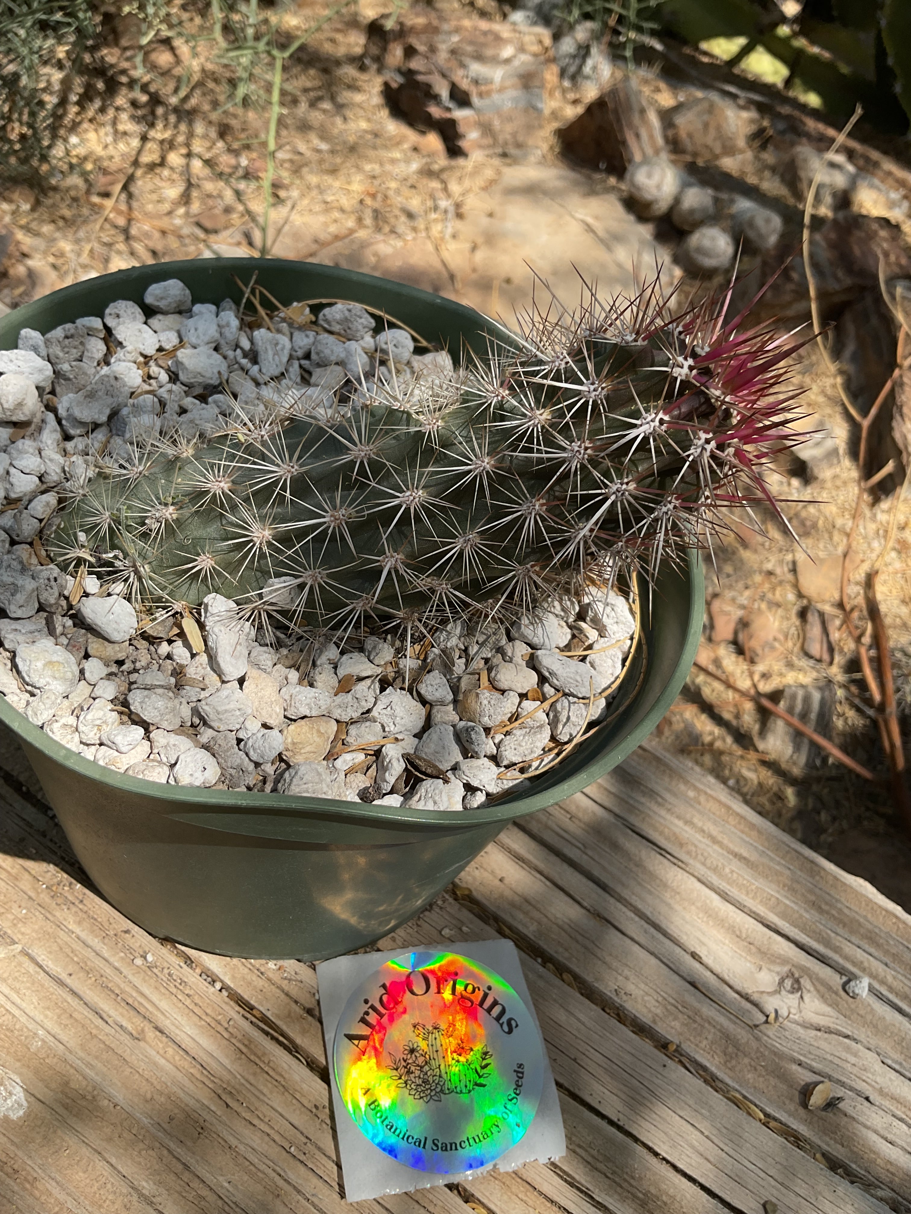 ☆多肉植物☆サボテン☆Stenocereus eruca・【入鹿】『creeping devil