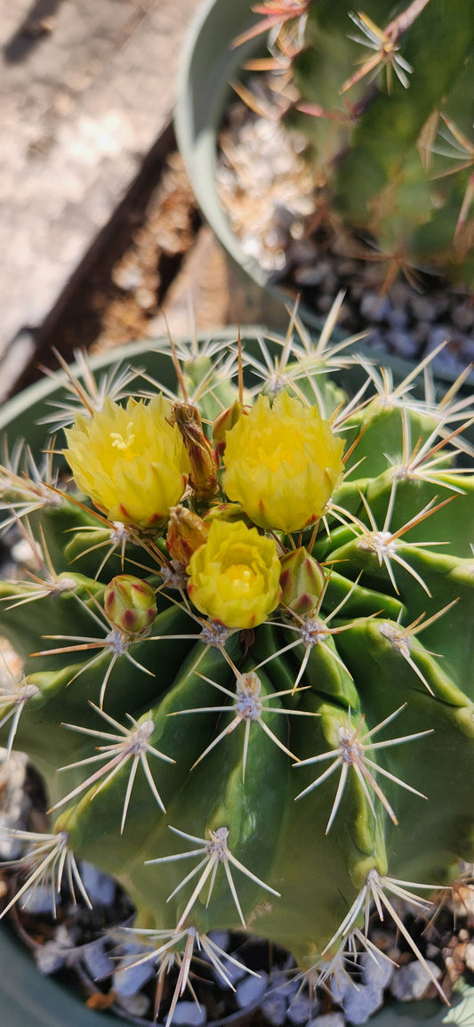 Thelocactus matudae x Ferocactus pilosus Seeds