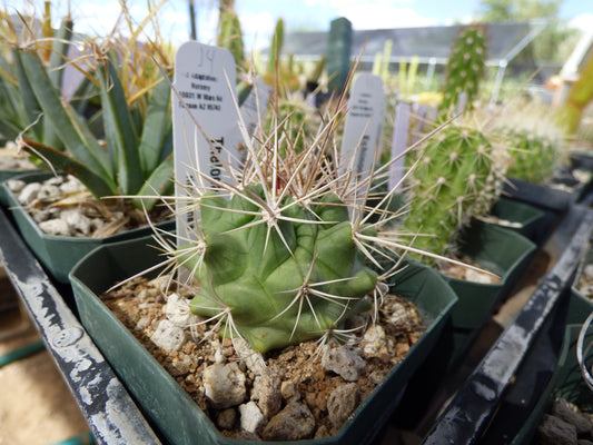 Thelocactus rinconensis Plant
