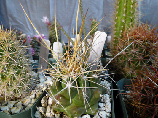 Thelocactus tulensis Plant