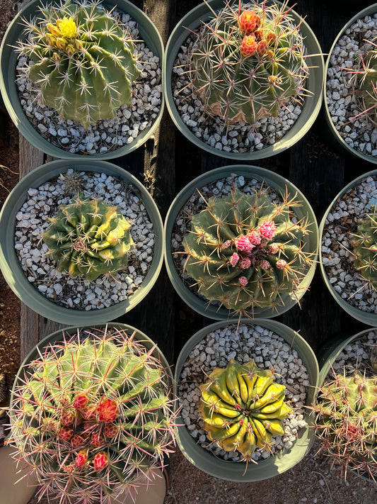 Thelocactus matudae x Ferocactus pilosus Seeds