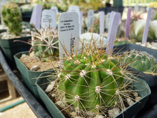 Trichocereus bruchii Plant